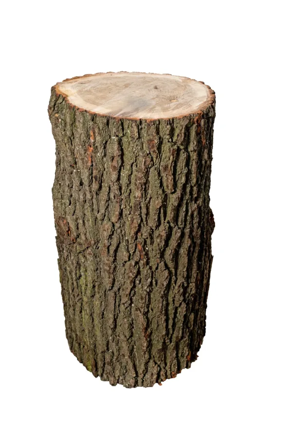 Billot de chêne debout, écorce brute et face de coupe claire — billot à fendre en chêne, hauteur 80 cm